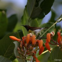 Erythrina fusca Lour.